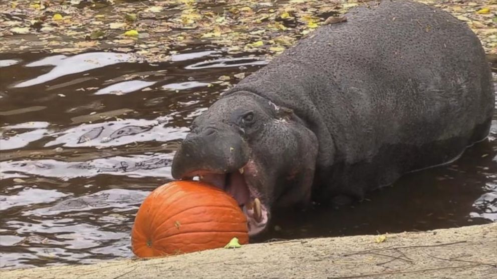 PHOTO: The Brookfield Zoo in Chicago has given a few animals pumpkins as a nutritious Halloween treat. 