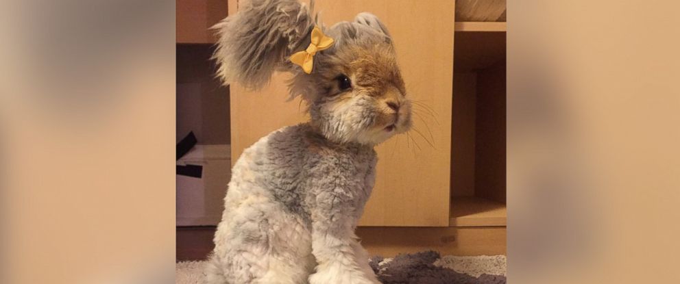 Meet Wally, the Instagram-Famous Bunny With Fluffy ... - 992 x 415 jpeg 36kB