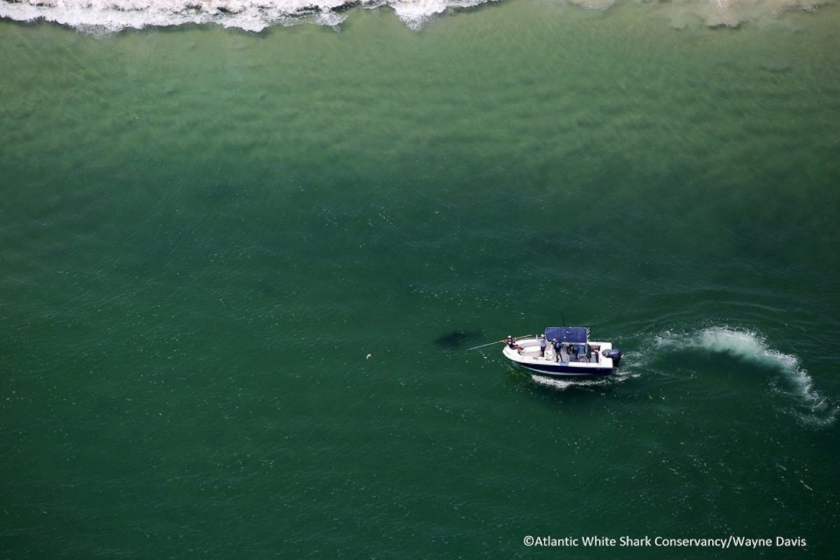 PHOTO:  Researchers working with the Atlantic White Shark Conservancy identified two great white sharks on July 28, 2015. 