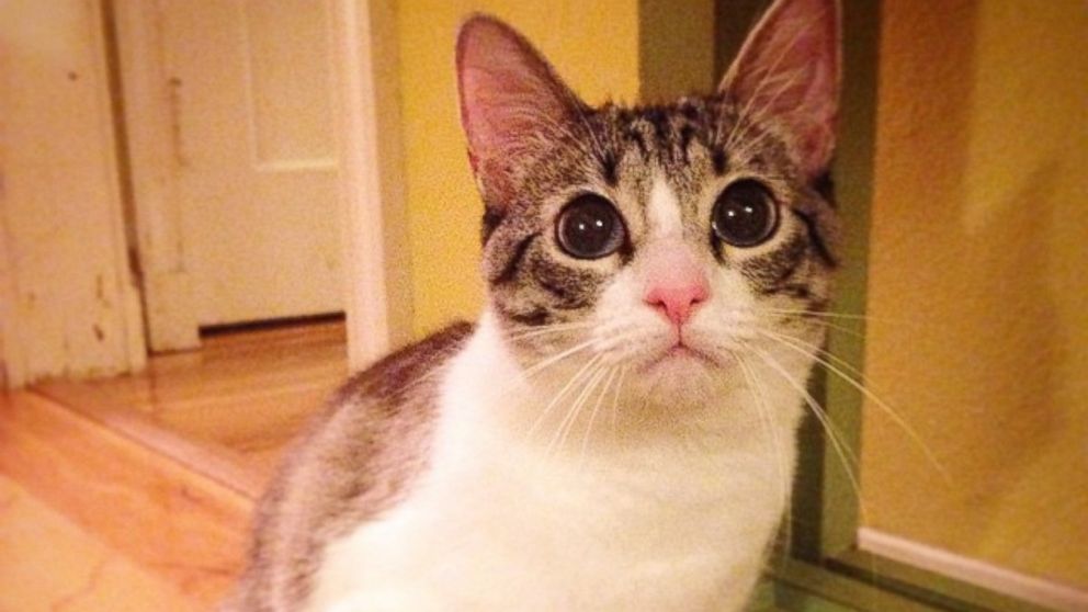 PHOTO: Known just as "Roux," this adorable two-legged kitty is taking Instagram by storm.