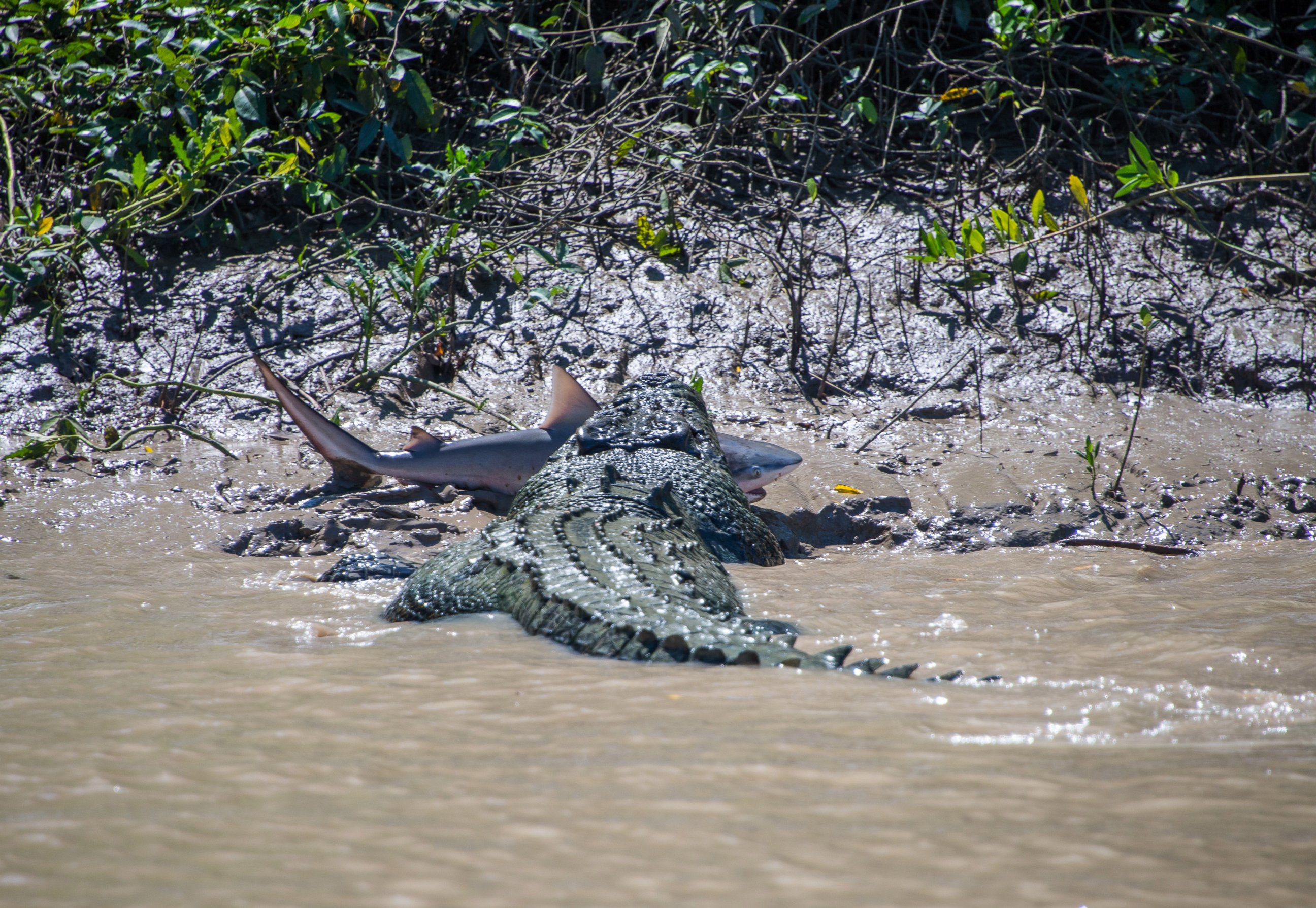 PHOTO: Andrew Paice of Sydney, Australia photographed a crocodile nicknamed "Brutus" eating a live shark while on Adelaide River cruise on August 5, 2014.