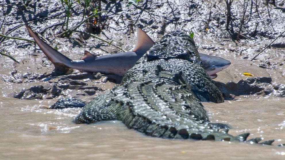 PHOTO: Andrew Paice of Sydney, Australia photographed a crocodile nicknamed "Brutus" eating a live shark while on Adelaide River cruise on August 5, 2014.