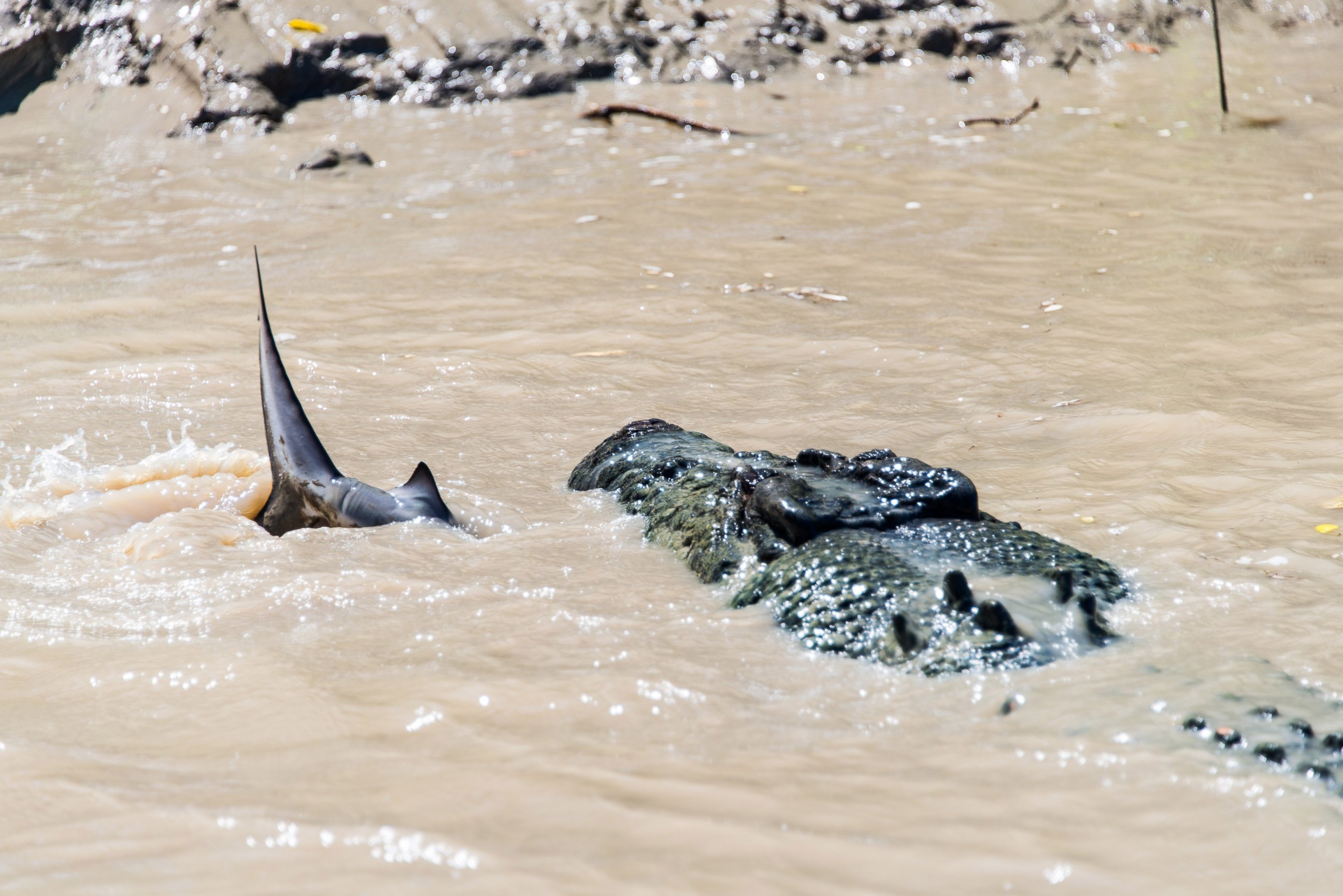 PHOTO: Andrew Paice of Sydney, Australia photographed a crocodile nicknamed "Brutus" eating a shark while on Adelaide River cruise on August 5, 2014.