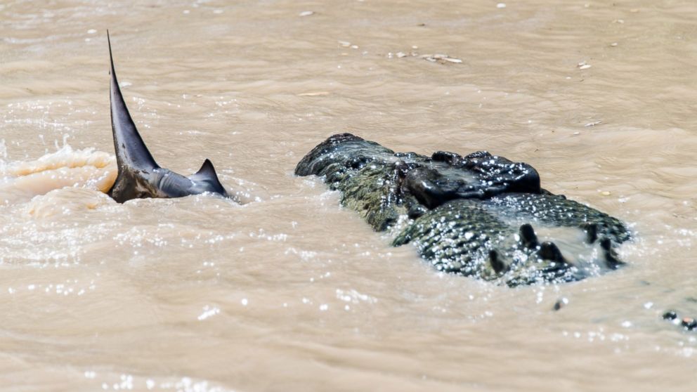 crocodiles eating sharks