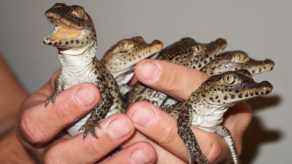 croc babies