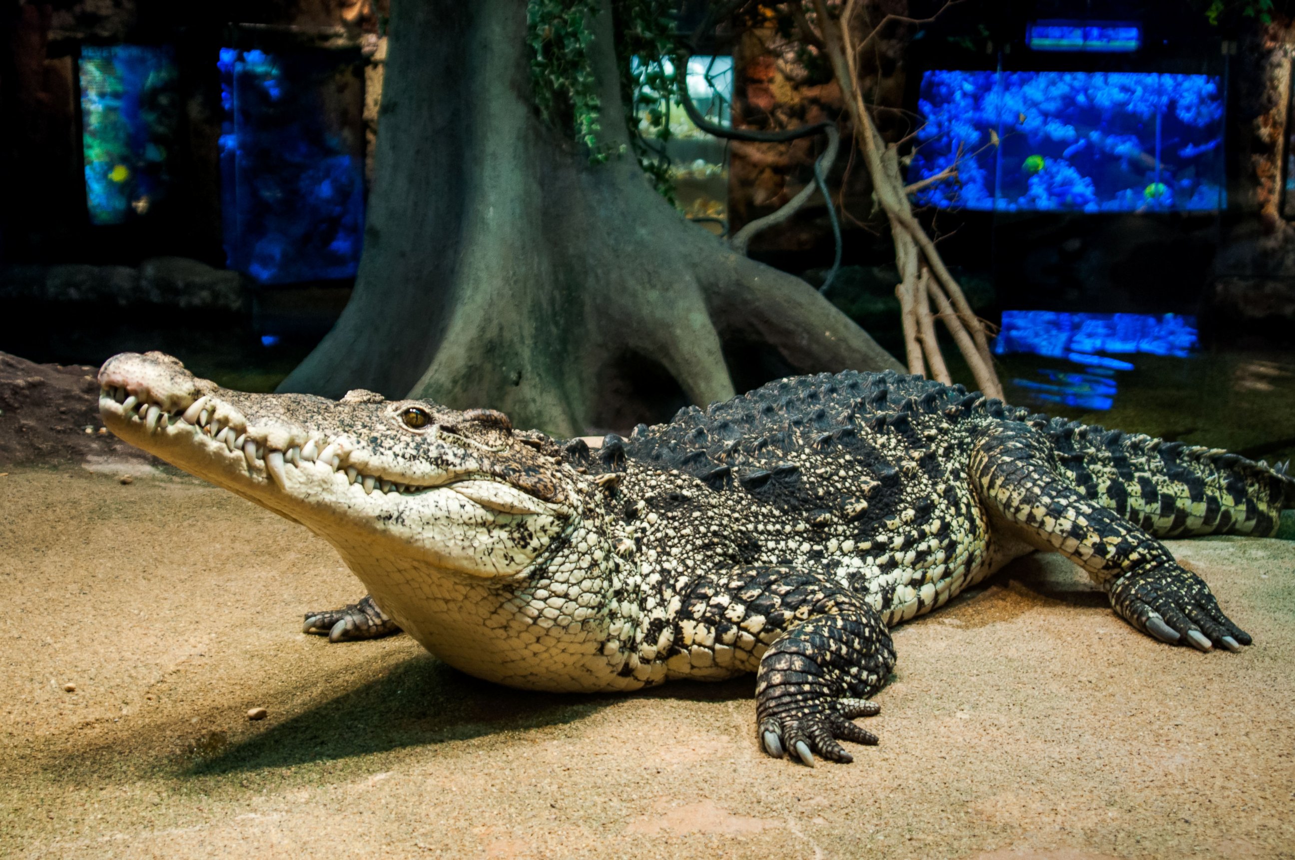 PHOTO: Cuban crocodiles, offspring of two crocodiles given by Fidel Castro to a Russian cosmonaut in the 1970s, to be released in the wild in Cuba.
 