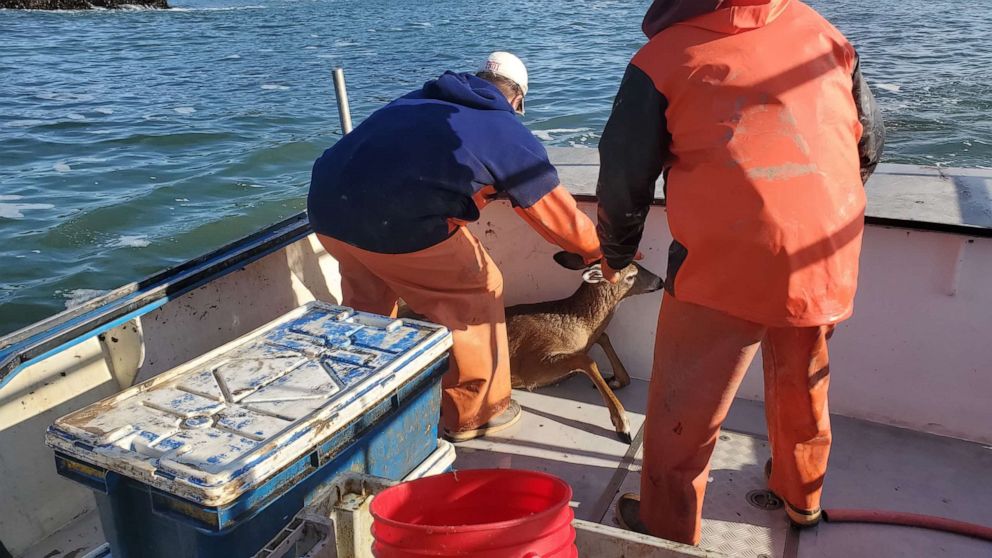 PHOTO:  Commercial fishermen spotted a deer in the waters off the coast of Addison, Maine.
