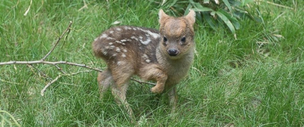 World's Smallest Deer Species Born at NY Zoo - ABC News