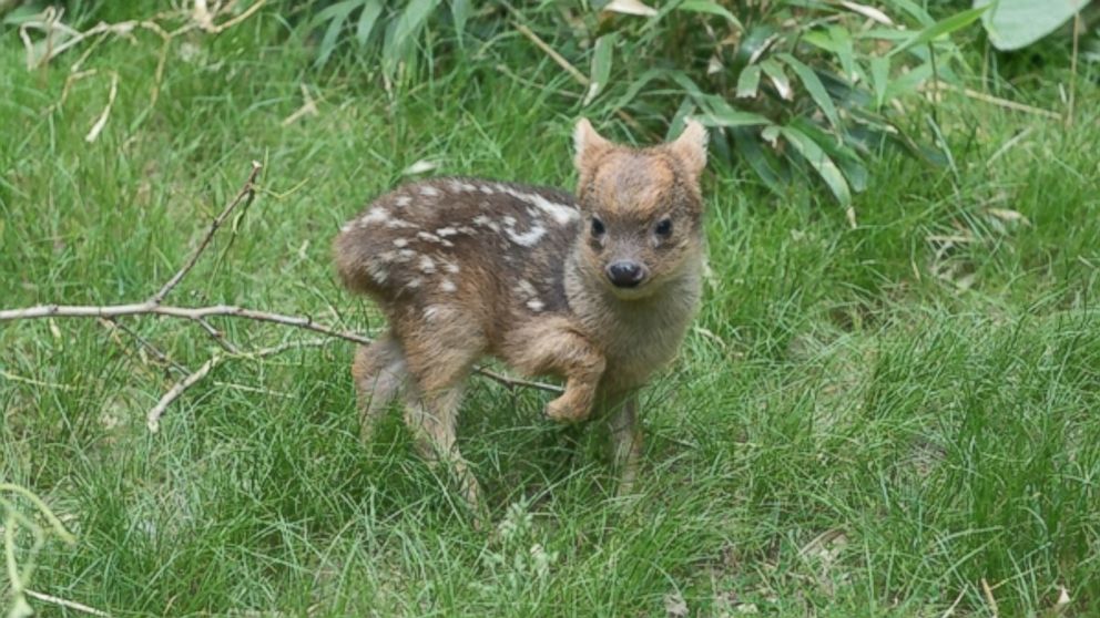 A photo released by the Wildlife Conservation Society shows the world's smallest deer species, born at the Queens Zoo in New York.