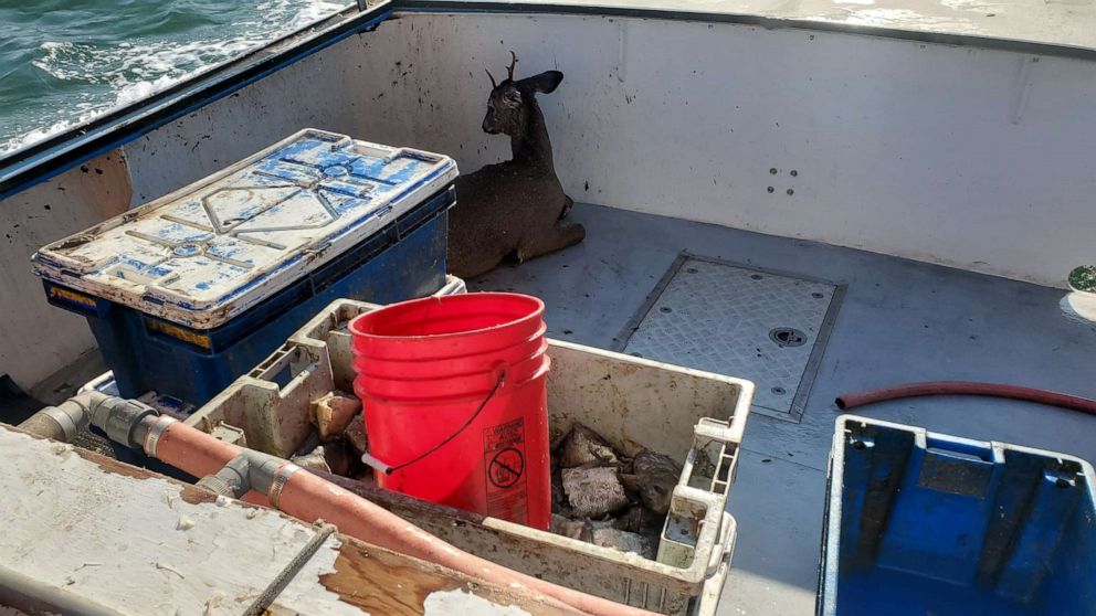 PHOTO: Commercial fishermen helped rescue a deer about five miles away from shore off the coast of Addison, Maine.