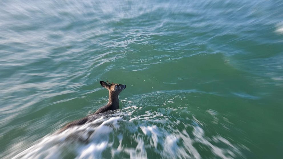 PHOTO: Commercial fishermen spotted a deer in the waters off the coast of Addison, Maine. 