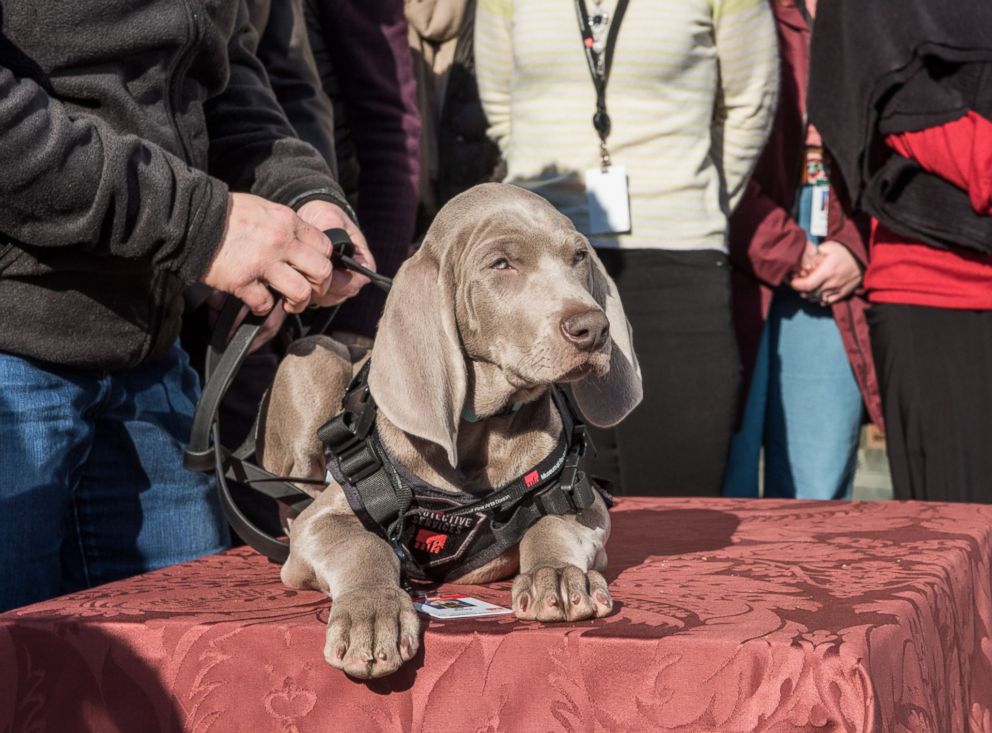 PHOTO: Boston's Museum of Fine Arts introduced its newest employee, Riley, a bug-sniffing puppy on Jan. 10, 2018.