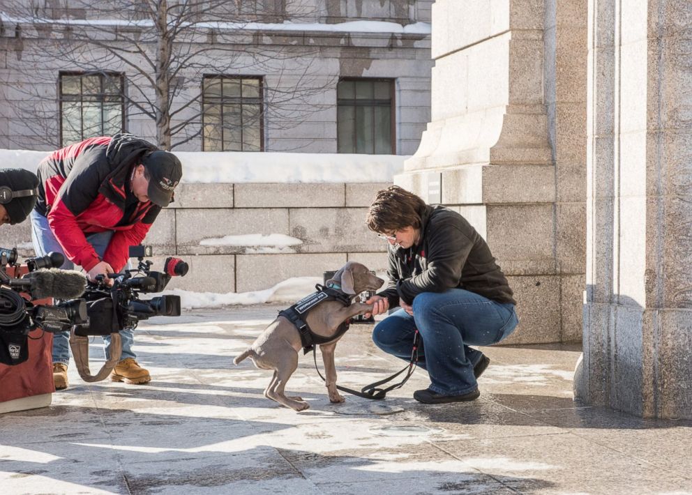 PHOTO: Boston's Museum of Fine Arts introduced its newest employee, Riley, a bug-sniffing puppy on Jan. 10, 2018.