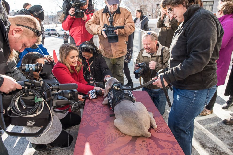 PHOTO: Boston's Museum of Fine Arts introduced its newest employee, Riley, a bug-sniffing puppy on Jan. 10, 2018.