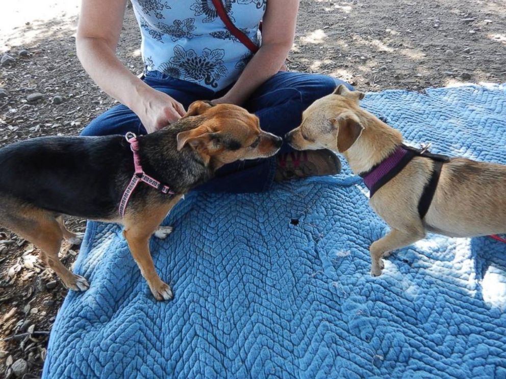 PHOTO: Boo, is pictured here meeting Kim Stohlman's other dog Sierra on May 23, 2015. 