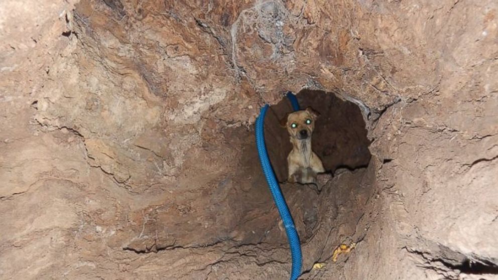 PHOTO: Boo had been living inside the tree pictured here in Sebastopol, California when she was rescued by animal control officers on April 7, 2015. 