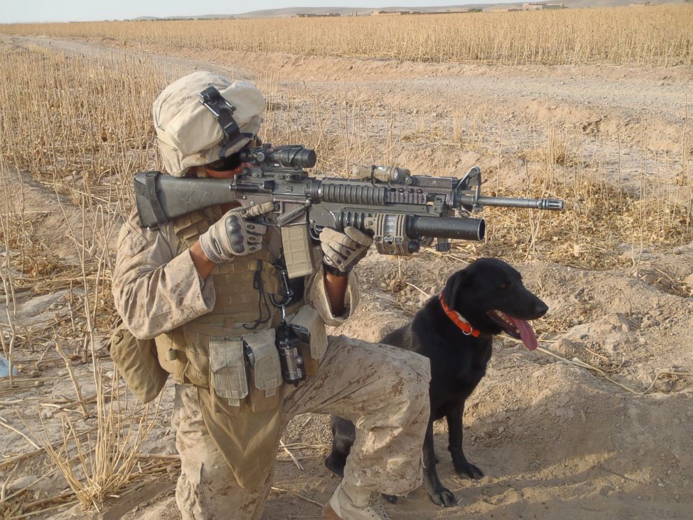 PHOTO: Fieldy is an athletic black Labrador retriever who served four combat tours in Afghanistan where he detected explosives and provided emotional support for his human comrades