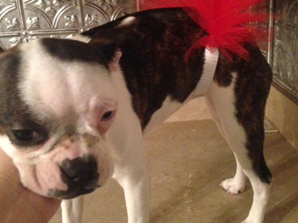 PHOTO: A dog wears one of the puppy tutus made by Jayden Mote.