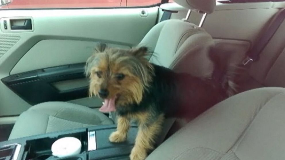 PHOTO: The small dog that Hammons said he wanted to save is pictured here.