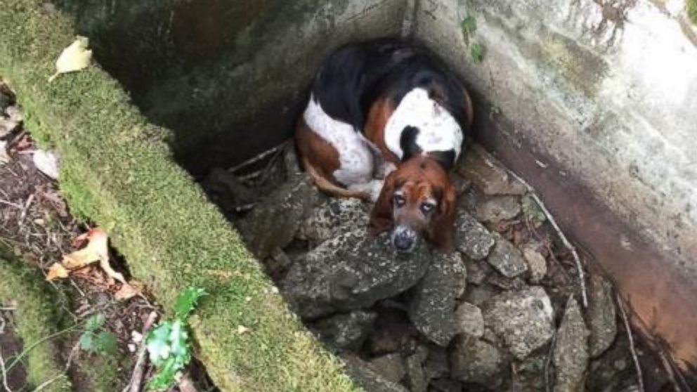 PHOTO: Tillie, an Irish Settler Spaniel mix, stood guard over her friend Phoebe, a Basset Hound, for a week after the two strayed away from home on Sept. 7, 2015 , according to their rescuer. 