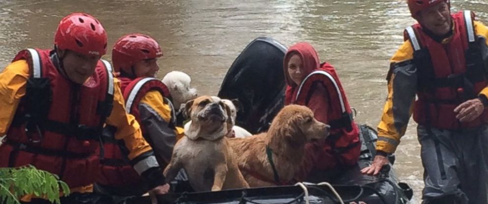 12 Dogs Rescued From Flooded Kennel in Ohio - ABC News