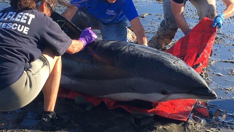 Sixteen dolphins were rescued on Sept. 15, 2016, after they were found stranded on the Cape Cod Coast in Wellfleet, Massachusetts, according to the International Fund for Animal Welfare (IFAW). 