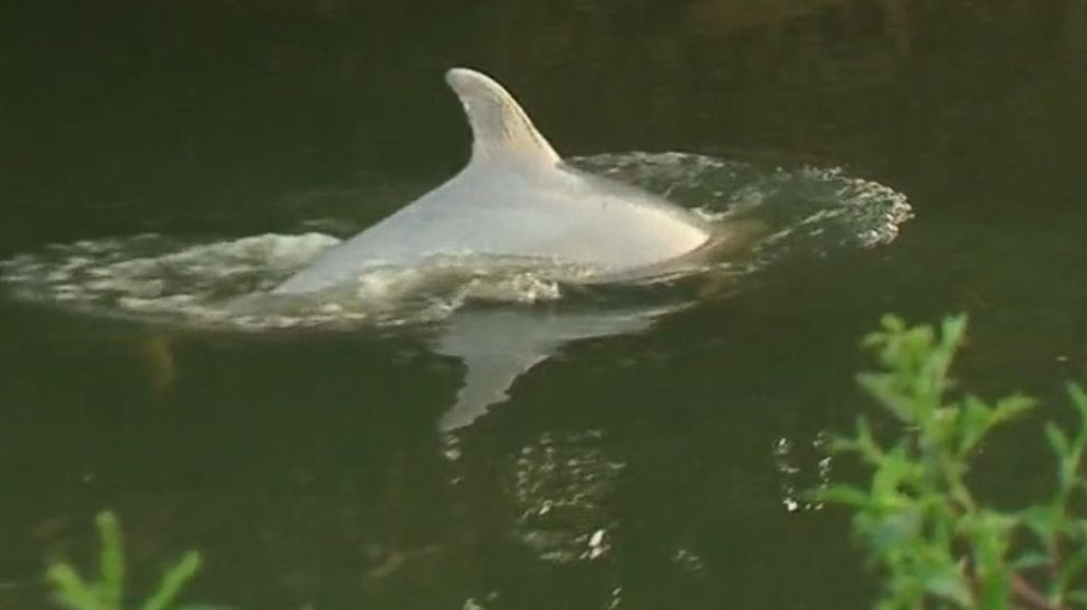 PHOTO: A dolphin is pictured in this video still in Old Bridge, N.J. on Aug. 6, 2015.
