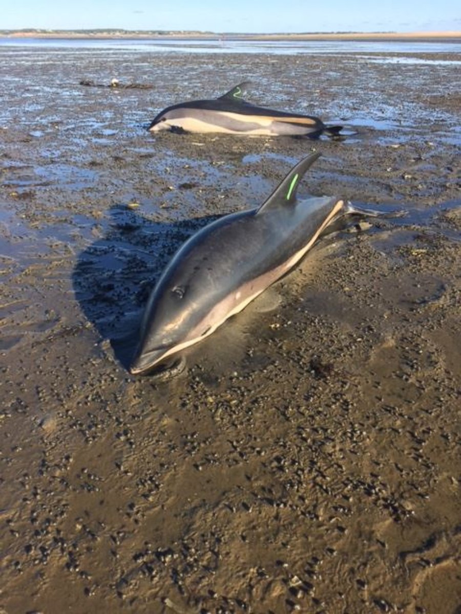 PHOTO: Sixteen dolphins were rescued on Sept. 15, 2016, after they were found stranded on the Cape Cod Coast in Wellfleet, Massachusetts, according to the International Fund for Animal Welfare (IFAW). 