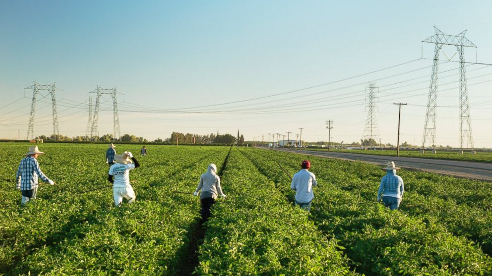 PHOTO: A crew of workers weeds a tomato field in Huron, Calif. on July 1, 2014.