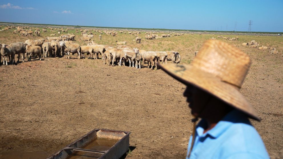 PHOTO: A farmer tends to his sheep in Wasco, Calif. on July 2, 2014.