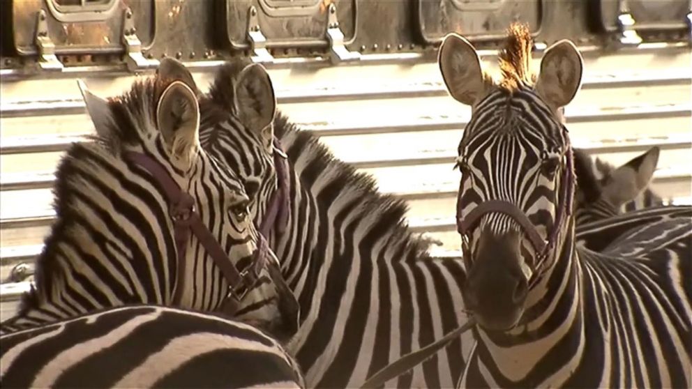 PHOTO:Two zebras led police on a chase around West Philadelphia on Sunday after they escaped from the UniverSoul Circus site in Fairmount Park, Pa., authorities said. 