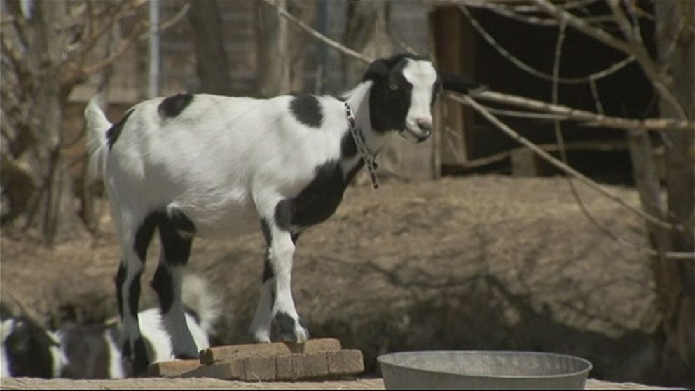 PHOTO: Aspen Acres had 20 baby fainting goats this year and sells them as pets.