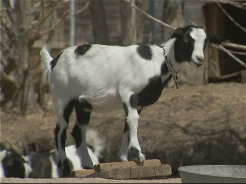 daily-napkins-fainting-goat