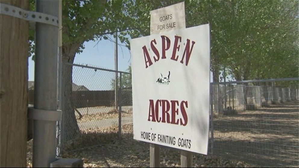 PHOTO: The fainting goats are the stars of Aspen Acres in Fresno County, Calif.
