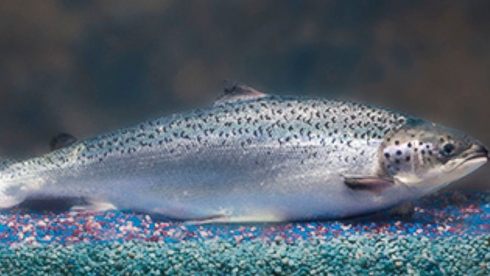 AquaBounty salmon: the first genetically engineered food animal for sale to  humans is a hit with eaters