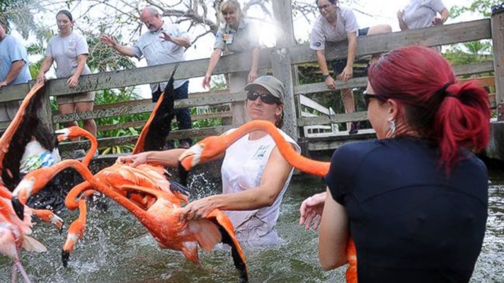 The flamingos will be off exhibit for 14 months, the zoo said on its Facebook page. 