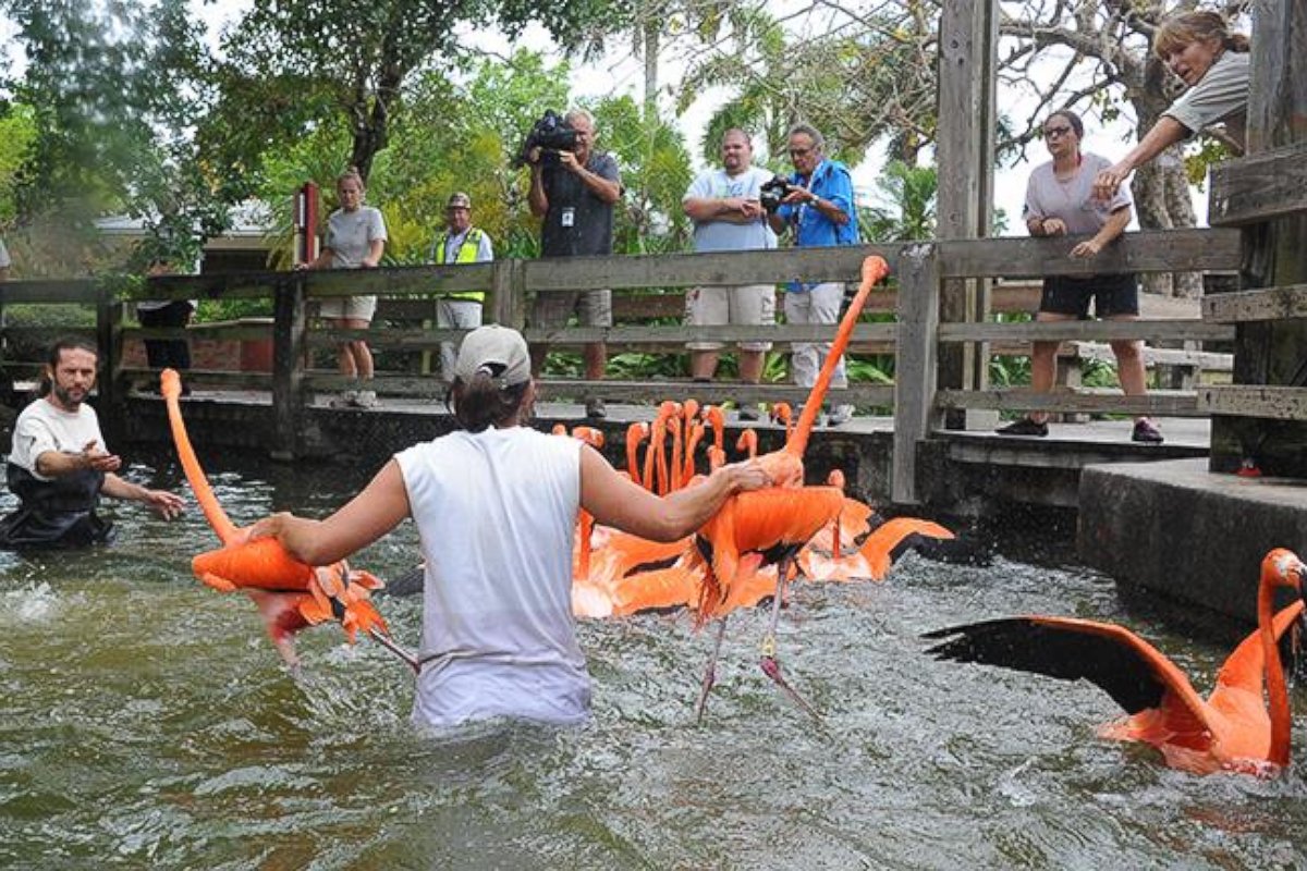 PHOTO: Zookeepers at Zoo Miami waded waist deep into the water to wrangle the flamingos. 