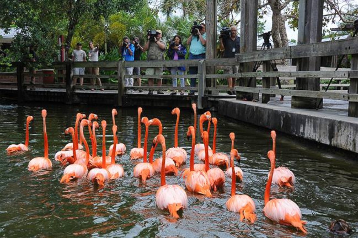 PHOTO: The flamingo exhibit has greeted visitors for 34 years since they entered the front gates, according to Zoo Miami.