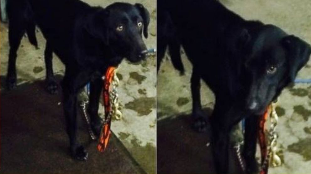 Photos released by Granite State Dog Recovery show a female black lab mix that was caught in Troy, N.H. on Feb. 15, 2015 after roaming the streets for approximately three years.