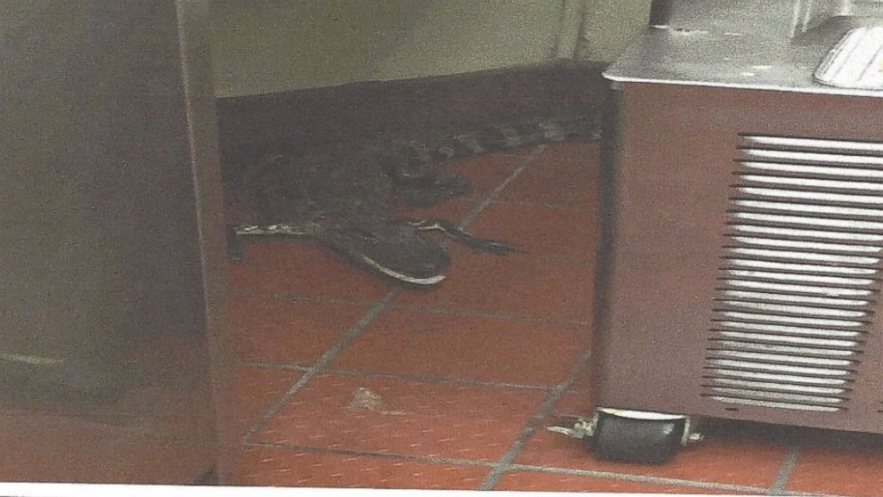 An alligator ended up in the kitchen of a Wendy's restaurant on Oct. 12, 2015, after allegedly being thrown into the drive-thru window, according to a Florida Fish and Wildlife Conservation Commission incident report. 