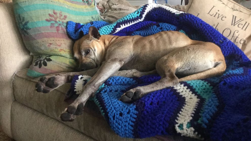 Georgia, an 8-year-old shar-pei mix, rests at her Carlsbad, California, home after missing for more than a week in the Los Peasquitos Canyon Preserve. 
