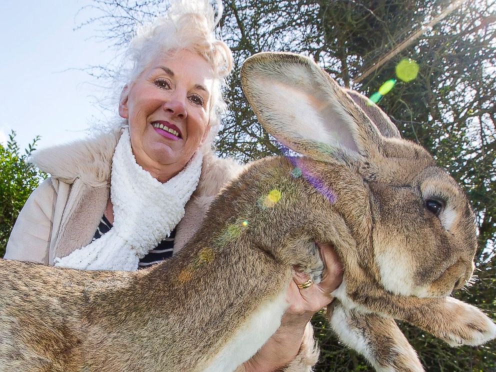 largest rabbit on record