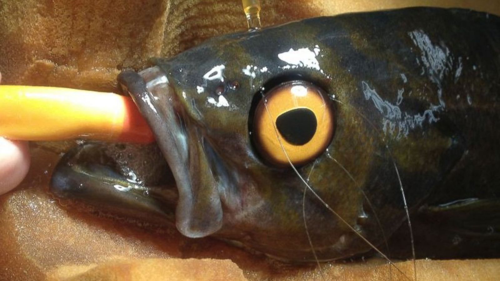 Why This Fish Had Surgery to Get a Glass Eye  and Seems Much Happier Now  - ABC News