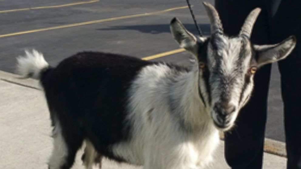 A goat is seen in Redmond, Oregon, Feb. 19, 2015.