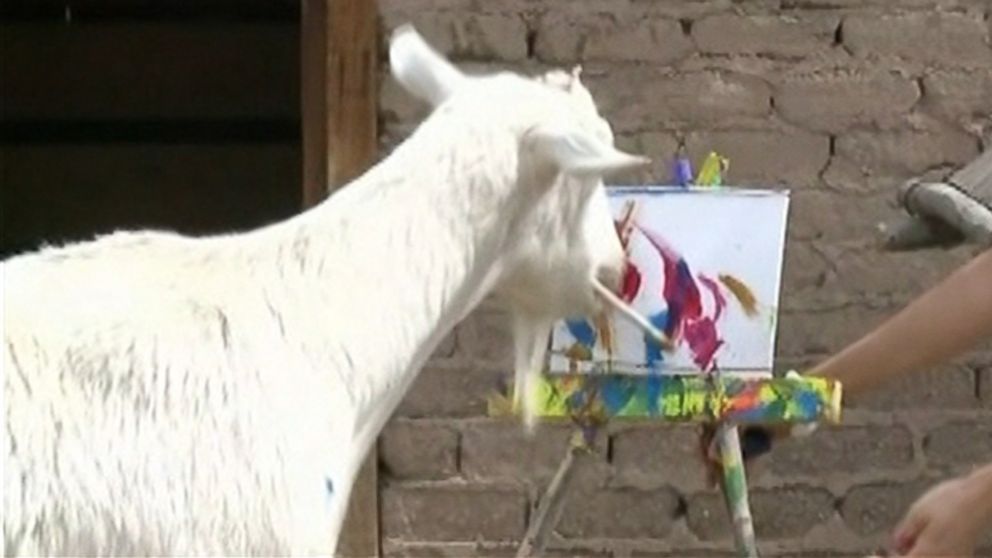 PHOTO: Bodie, a 4-year-old goat from ABQ BioPark in Albuquerque, New Mexico that paints, is pictured here. 
