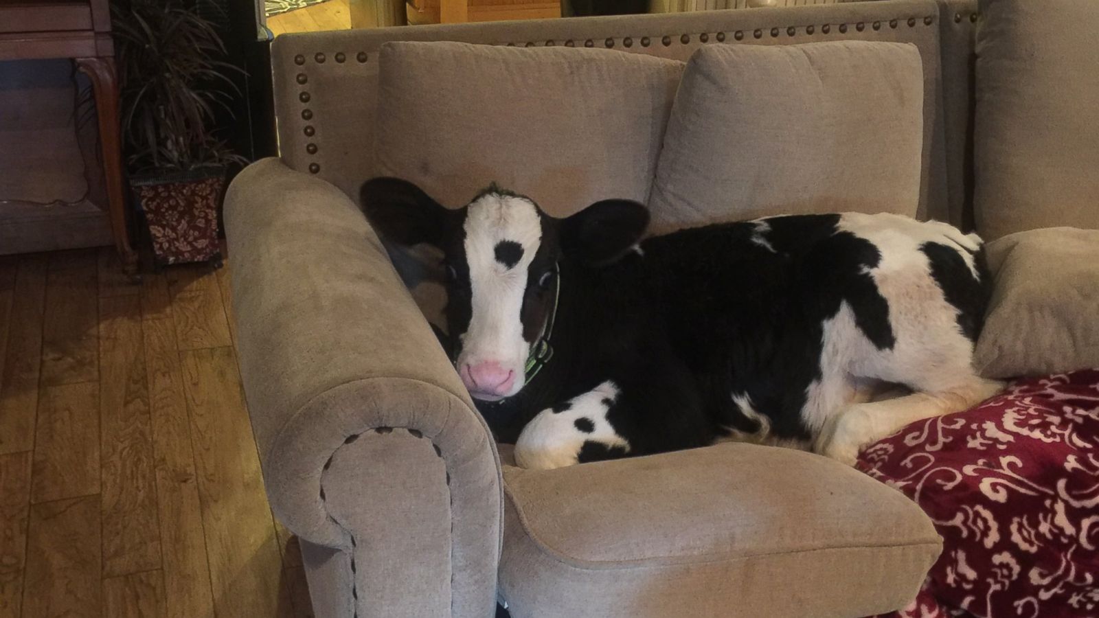 Meet Goliath, the Adorable Baby Cow That Thinks He's a Dog - ABC News
