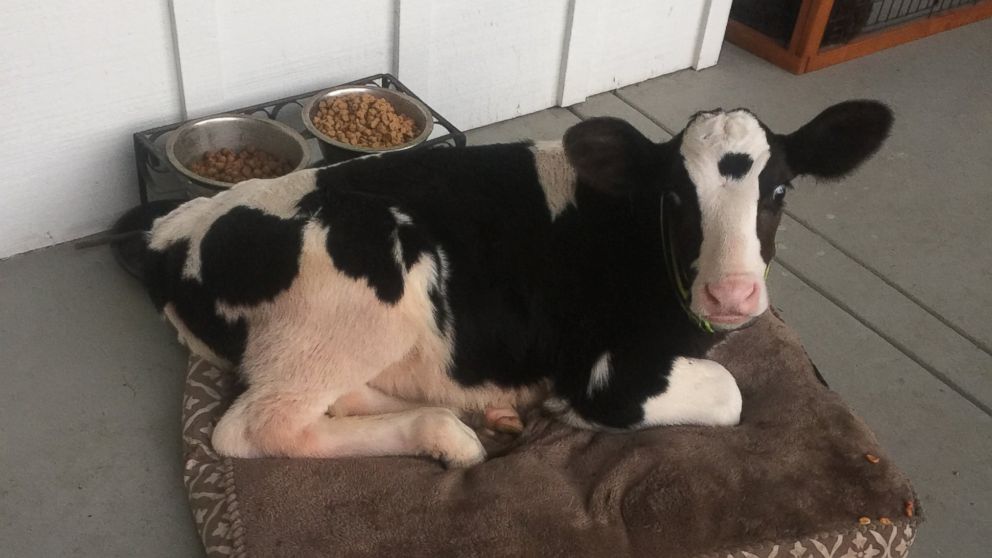 PHOTO: Goliath, pictured here, is a cow who thinks he's a dog, according to his owner Shaylee Hubbs from Danville, Calif.