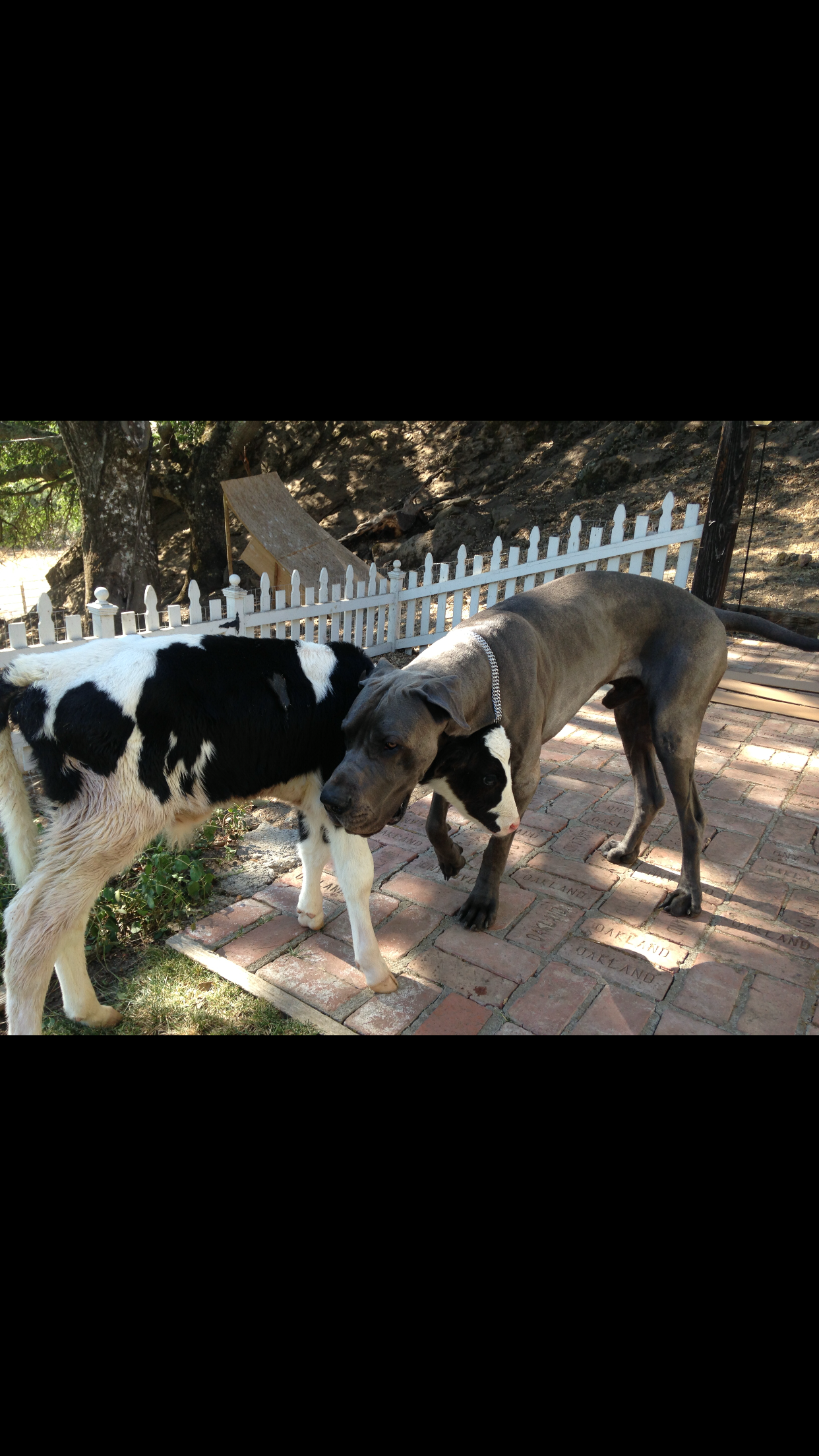 PHOTO: Goliath, a cow who thinks he's a dog, according to his owner Shaylee Hubbs from Danville, Calif., is pictured here next to Hubbs' Great Dane named Leonidas. 
