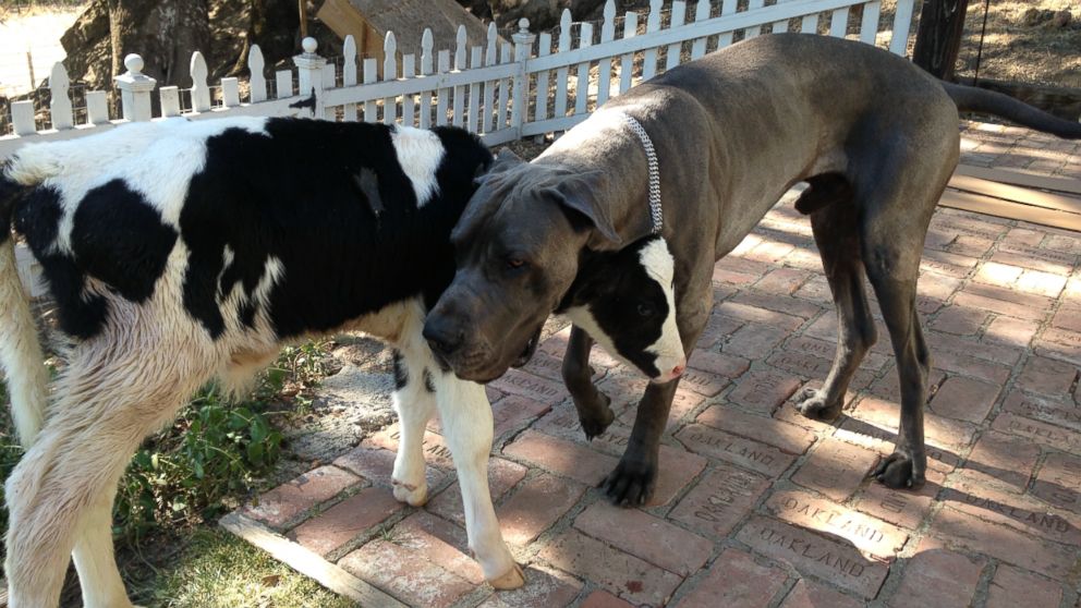 PHOTO: Goliath, a cow who thinks he's a dog, according to his owner Shaylee Hubbs from Danville, Calif., is pictured here next to Hubbs' Great Dane named Leonidas. 
