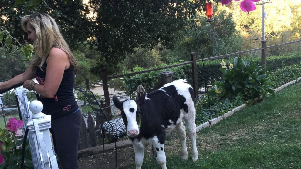 PHOTO: Goliath, pictured here, is a cow who thinks he's a dog, according to his owner Shaylee Hubbs from Danville, Calif.